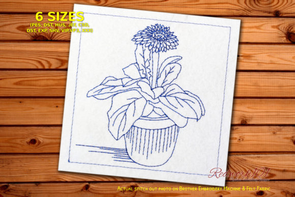 Fresh Garbera Daisies Flower in Pot